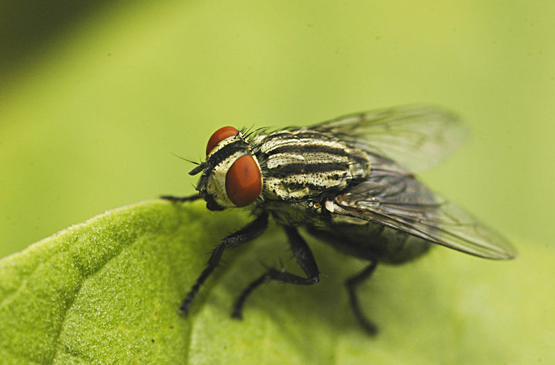 Flies and Fly control products