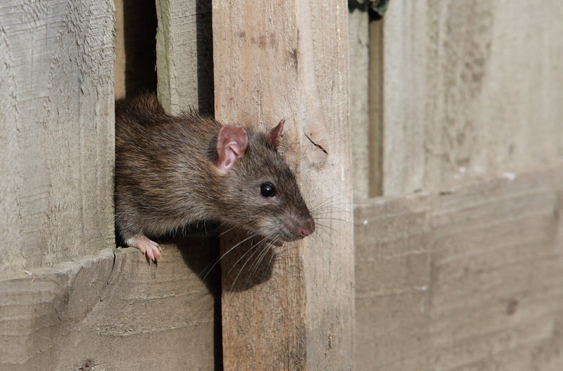 Professional Rodent Control Products