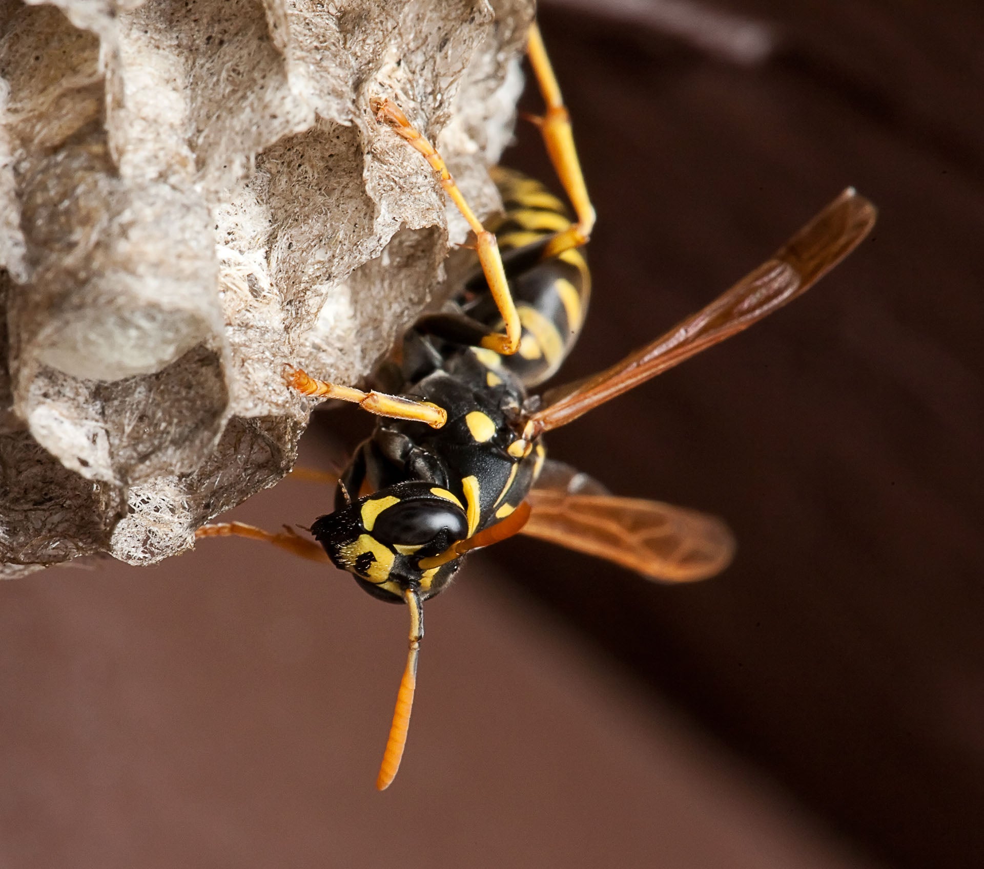 Professional Wasp Control Products