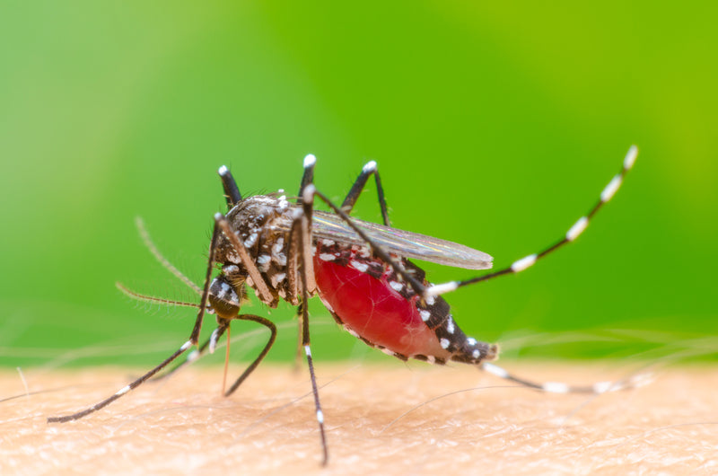 Professional Mosquito Care and Control