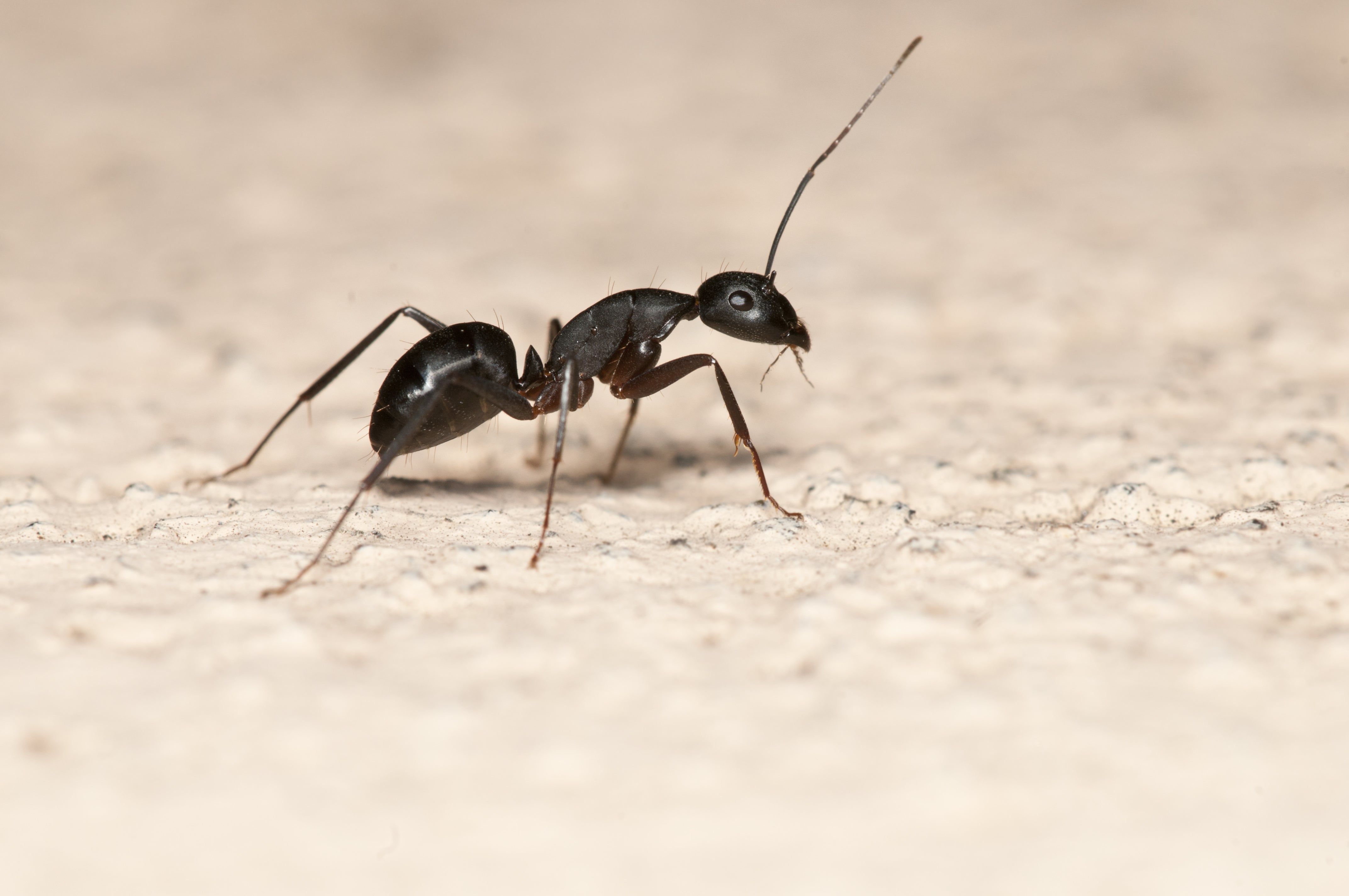 Professional Ant Control Products