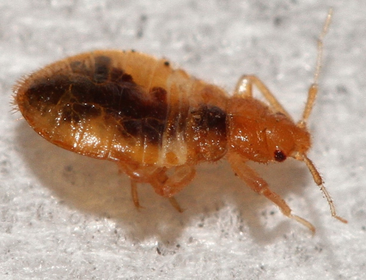 Professional Bed Bug Control Products